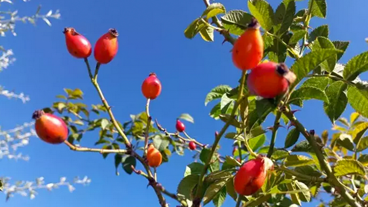 Foto - Dağda kendiliğinden yetişiyor! İsteyen yapabiliyor… Doğal kolesterol ilacı, şekeri terazi gibi dengeliyor