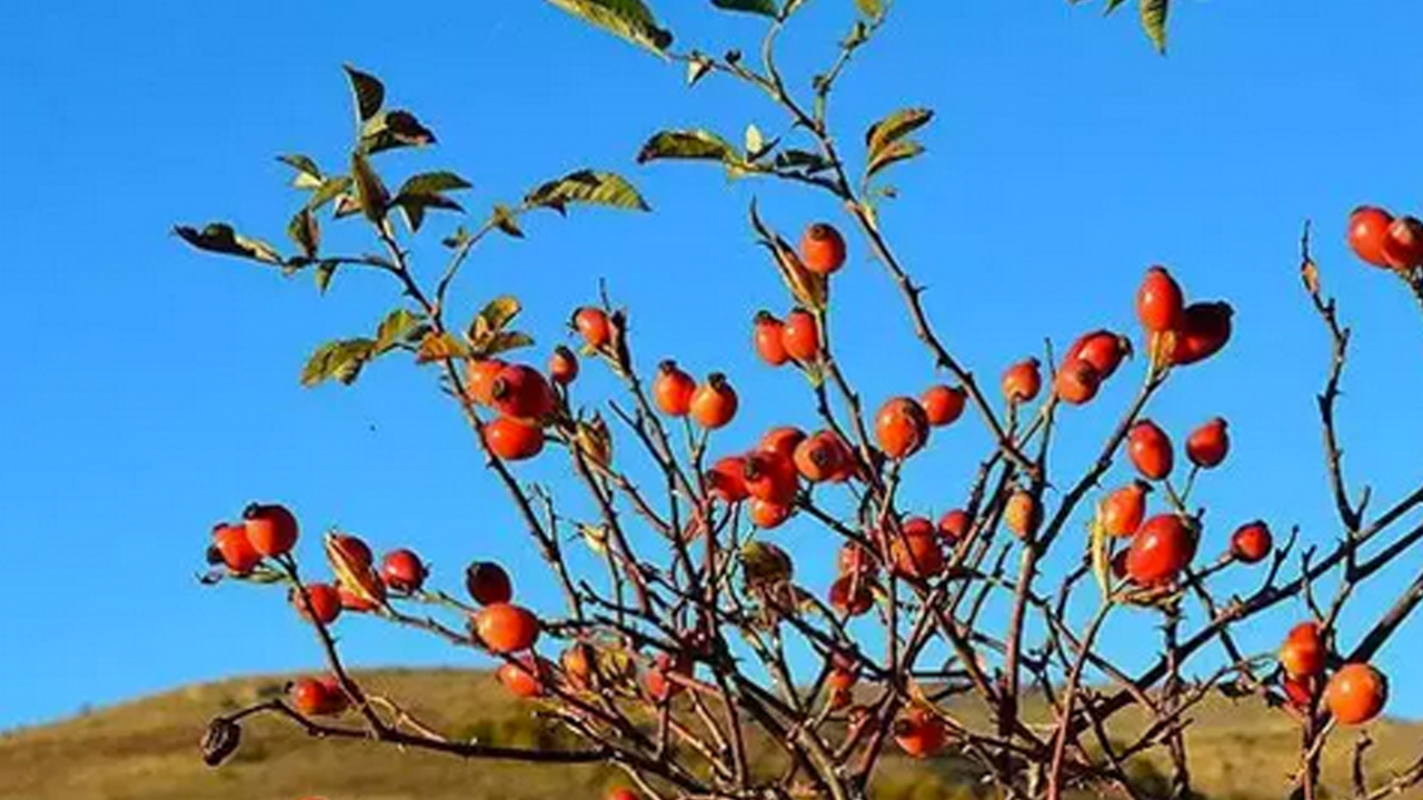 Foto - Dağda kendiliğinden yetişiyor! İsteyen yapabiliyor… Doğal kolesterol ilacı, şekeri terazi gibi dengeliyor