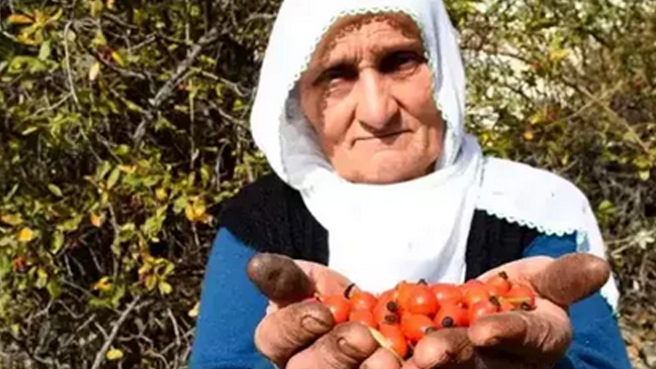 Foto - Dağda kendiliğinden yetişiyor! İsteyen yapabiliyor… Doğal kolesterol ilacı, şekeri terazi gibi dengeliyor