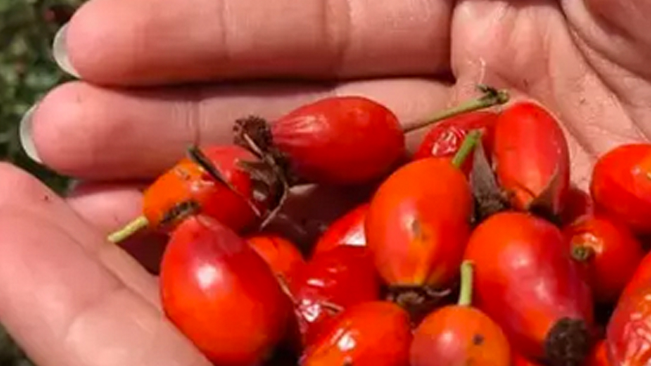 Foto - Dağda kendiliğinden yetişiyor! İsteyen yapabiliyor… Doğal kolesterol ilacı, şekeri terazi gibi dengeliyor