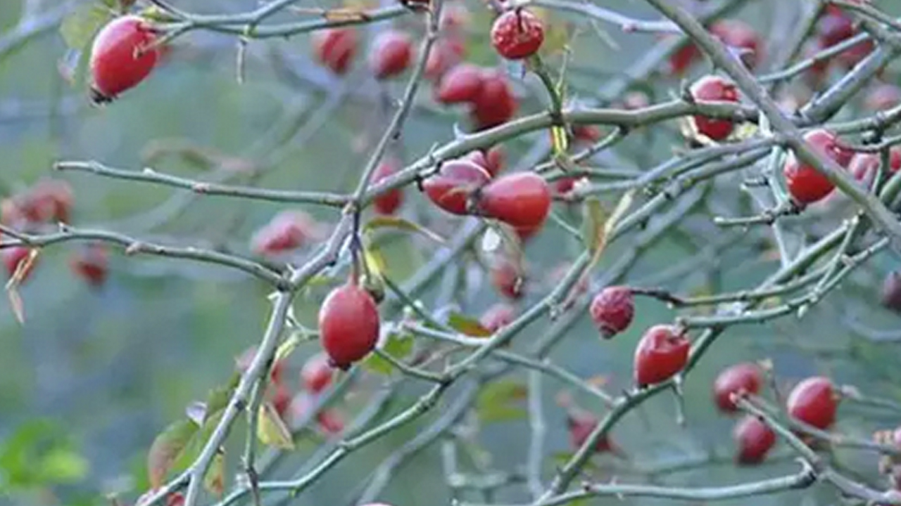 Foto - Dağda kendiliğinden yetişiyor! İsteyen yapabiliyor… Doğal kolesterol ilacı, şekeri terazi gibi dengeliyor