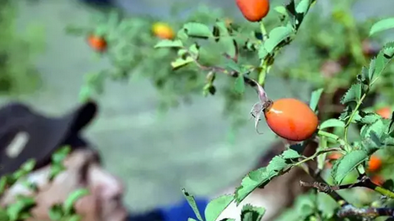 Foto - Dağda kendiliğinden yetişiyor! İsteyen yapabiliyor… Doğal kolesterol ilacı, şekeri terazi gibi dengeliyor