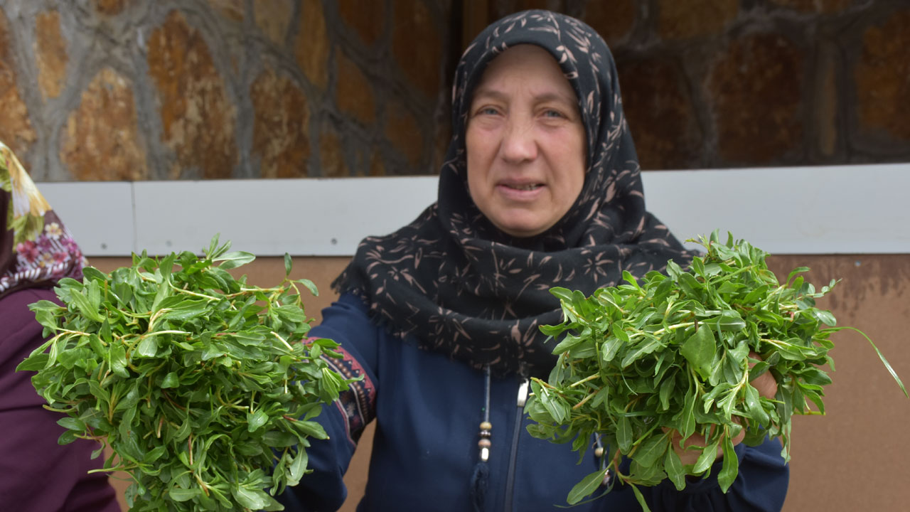 Foto - Dağdan sofraya emekle geliyor! Sezonu başladı kilosu 150 TL