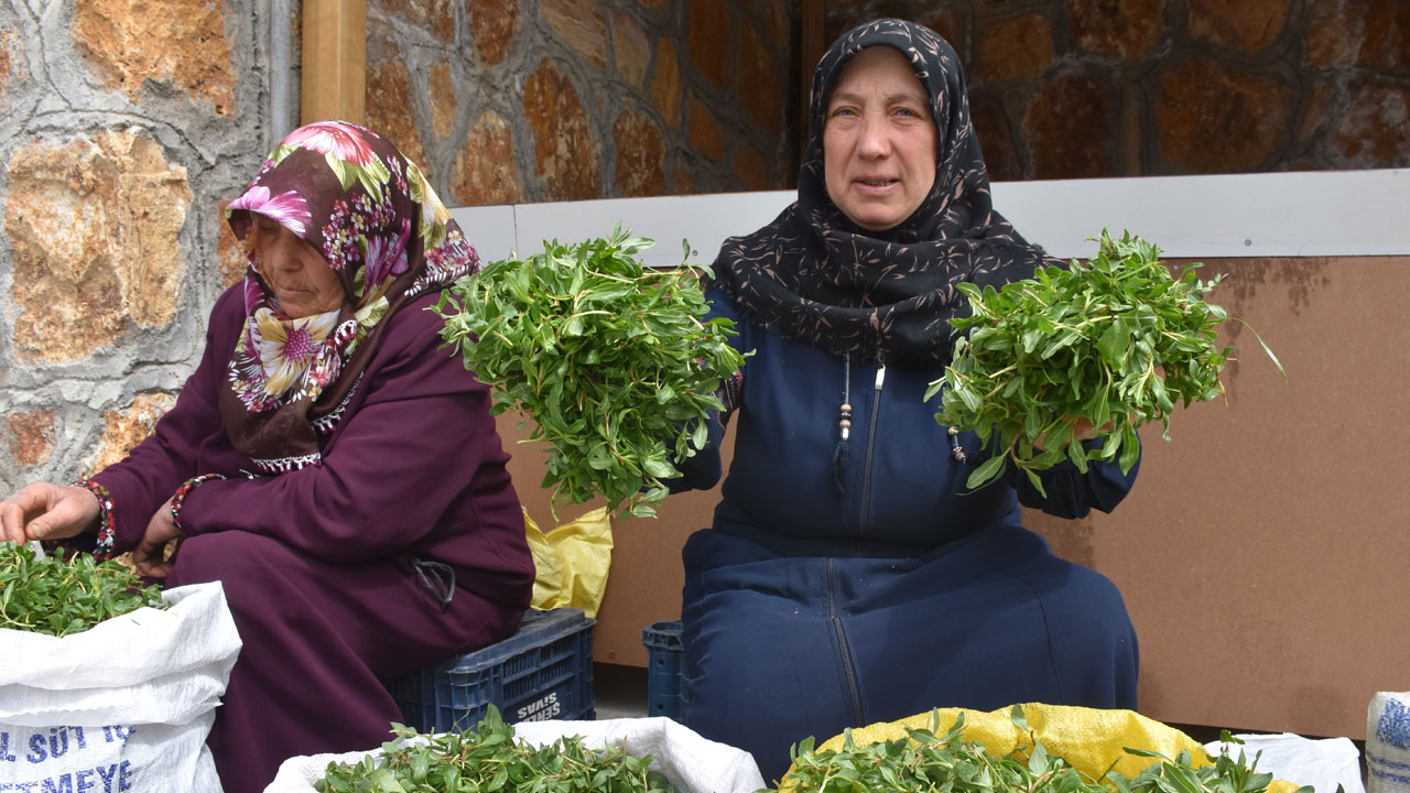 Foto - Dağdan sofraya emekle geliyor! Sezonu başladı kilosu 150 TL