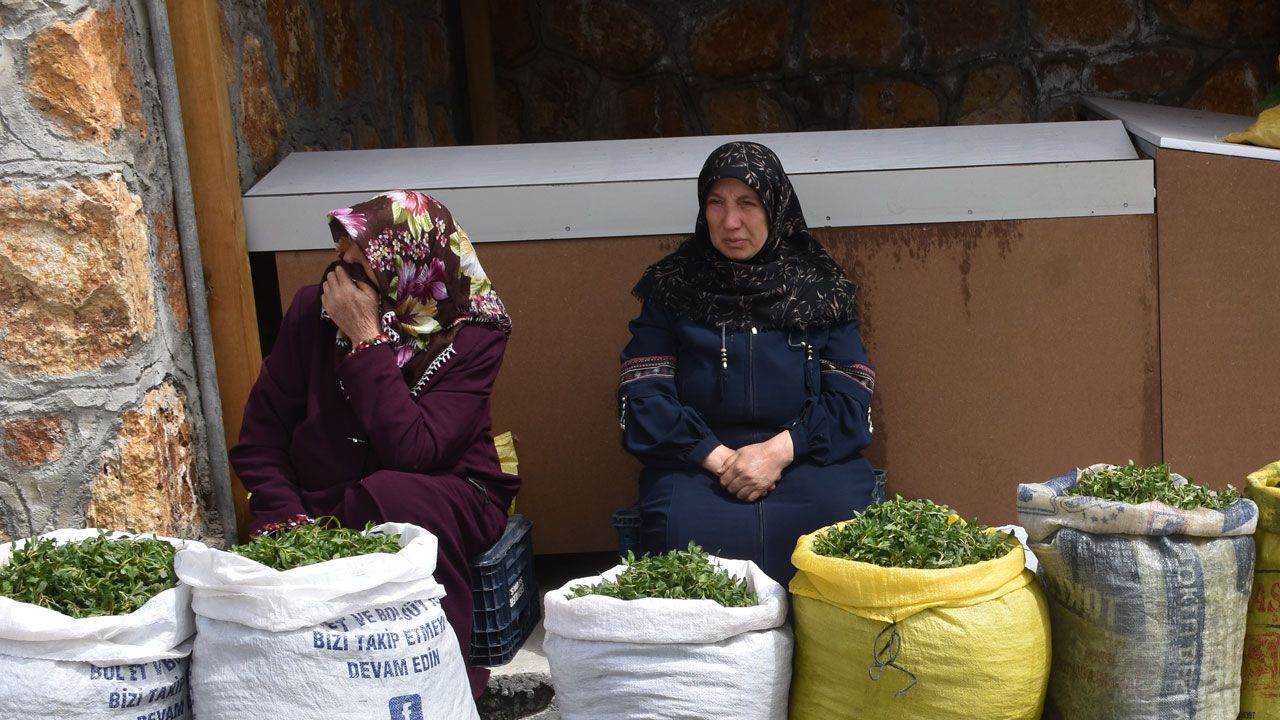 Foto - Dağdan sofraya emekle geliyor! Sezonu başladı kilosu 150 TL