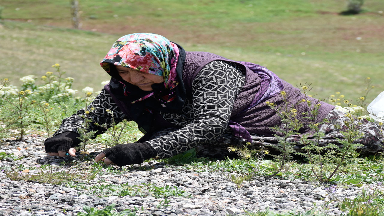 Dağdan sofraya emekle geliyor! Sezonu başladı kilosu 150 TL