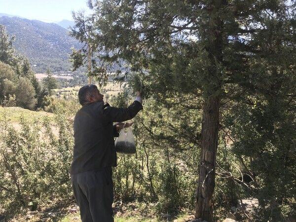 Foto - Dağdan toplayıp litresini 2 bin liraya satıyorlar