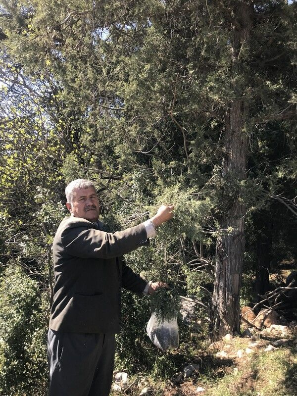 Foto - Dağdan toplayıp litresini 2 bin liraya satıyorlar