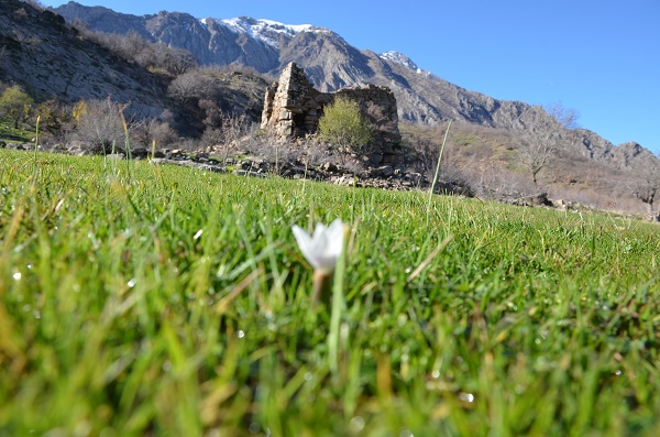 Foto - Dağlar beyaza büründü alçak kesimler çiçek açtı