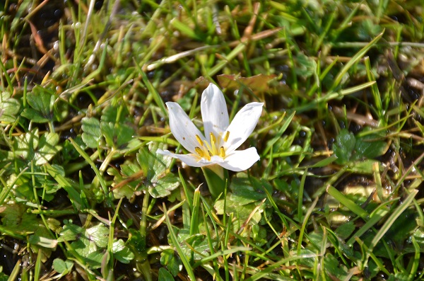 Foto - Dağlar beyaza büründü alçak kesimler çiçek açtı