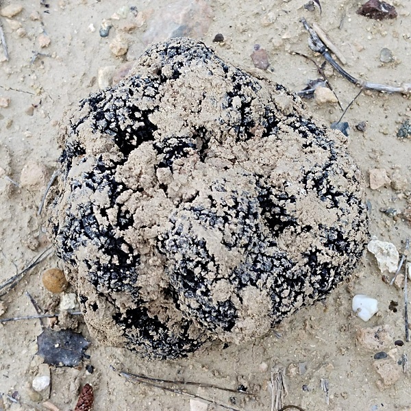 Foto - Dağlar bu mantarla dolup taşıyor! Kilosu tam 400 euro 