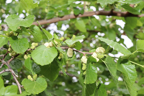 Dağlarda kar bağlarda kiraz var