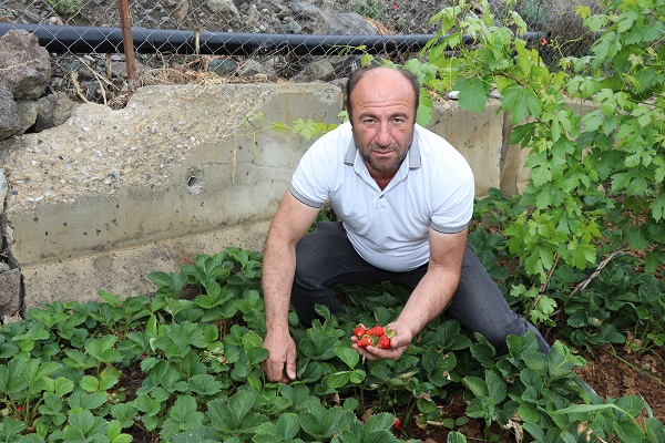 Foto - Dağlarda kar bağlarda kiraz var
