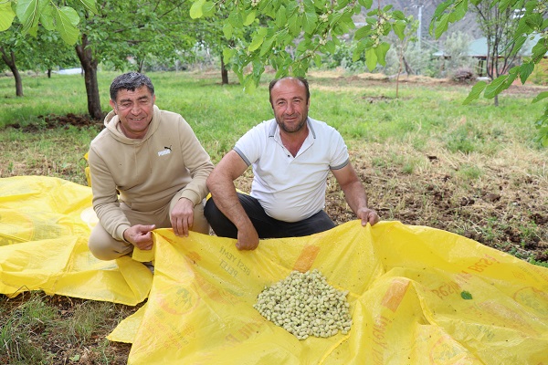 Foto - Dağlarda kar bağlarda kiraz var