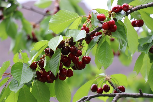 Foto - Dağlarda kar bağlarda kiraz var