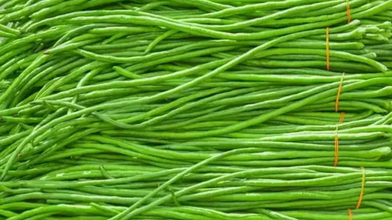 Foto - Dağlarda kendiliğinden yetişiyor! Her birinin şifası birbirinden ayrı, C, B1, B2, A bütün vitaminleri içeriyor