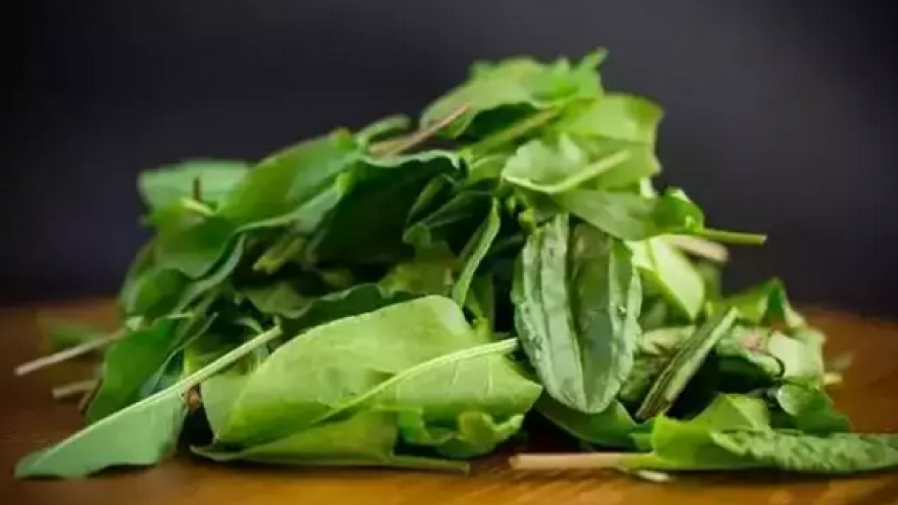 Foto - Dağlarda kendiliğinden yetişiyor! Her birinin şifası birbirinden ayrı, C, B1, B2, A bütün vitaminleri içeriyor