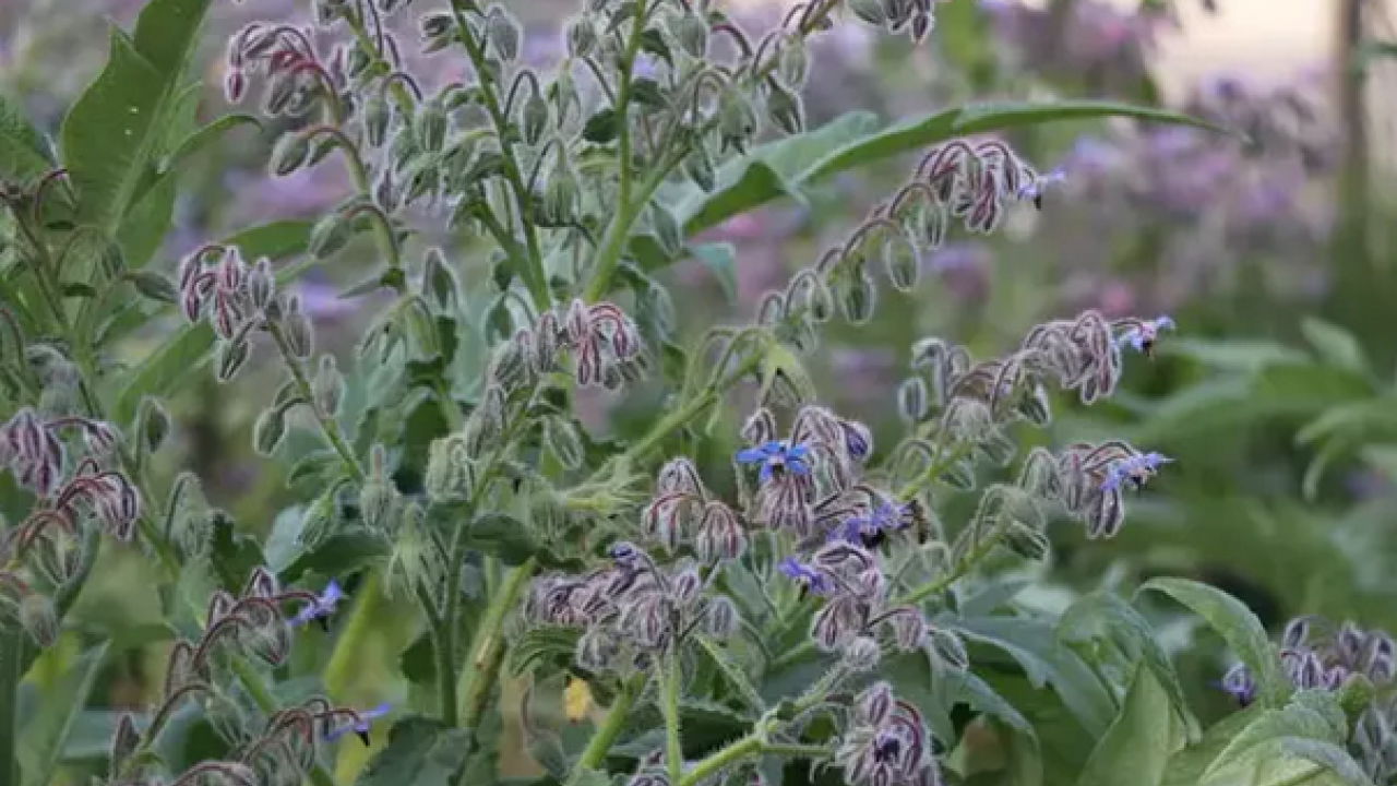 Foto - Dağlarda kendiliğinden yetişiyor! Her birinin şifası birbirinden ayrı, C, B1, B2, A bütün vitaminleri içeriyor