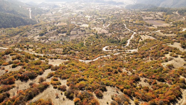 Foto - Dağlarda yetişiyor! Köylüye bir anda gelir kapısı oldu
