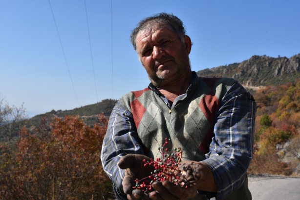 Foto - Dağlarda yetişiyor! Köylüye bir anda gelir kapısı oldu
