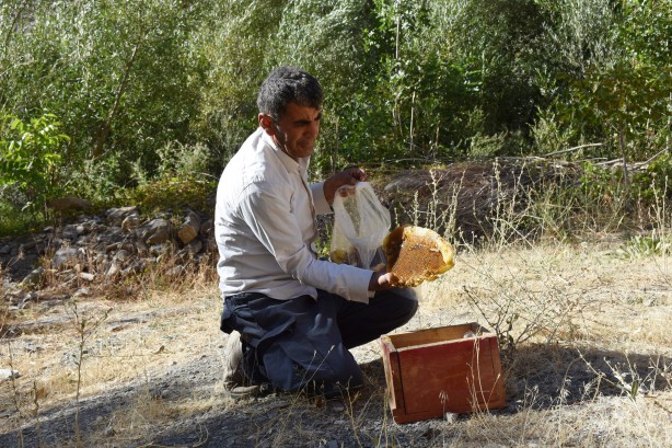 Foto - Dağlardan güçlükle topluyor! Kilosunu 2 bin 500 liradan satıyor