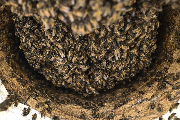 Foto - Dağlardan sofraları ulaşan lezzet: Karakovan balı