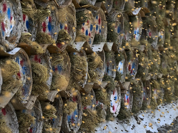 Foto - Dağlardan sofraları ulaşan lezzet: Karakovan balı