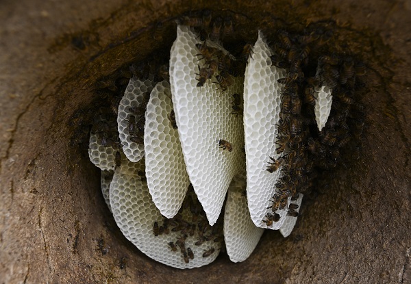 Foto - Dağlardan sofraları ulaşan lezzet: Karakovan balı