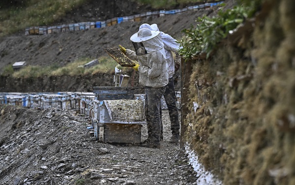 Foto - Dağlardan sofraları ulaşan lezzet: Karakovan balı