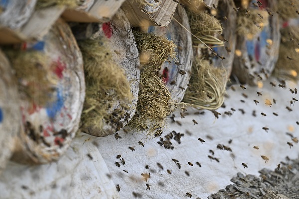 Foto - Dağlardan sofraları ulaşan lezzet: Karakovan balı