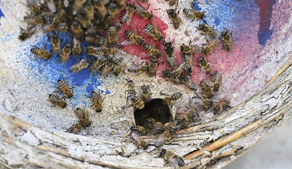 Foto - Dağlardan sofraları ulaşan lezzet: Karakovan balı