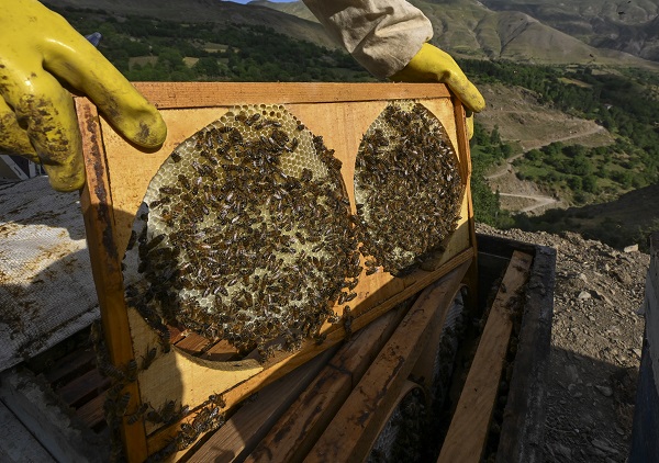 Foto - Dağlardan sofraları ulaşan lezzet: Karakovan balı