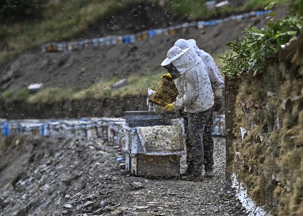 Foto - Dağlardan sofraları ulaşan lezzet: Karakovan balı
