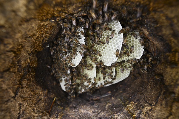 Foto - Dağlardan sofraları ulaşan lezzet: Karakovan balı