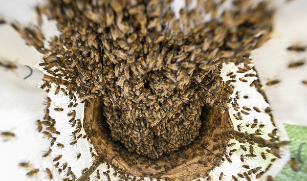 Dağlardan sofraları ulaşan lezzet: Karakovan balı