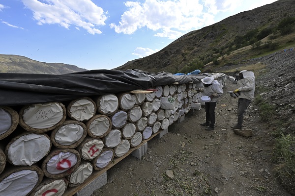 Foto - Dağlardan sofraları ulaşan lezzet: Karakovan balı