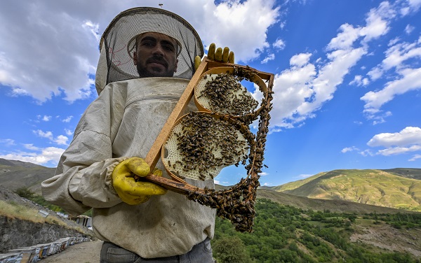 Foto - Dağlardan sofraları ulaşan lezzet: Karakovan balı