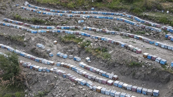 Foto - Dağlardan sofraları ulaşan lezzet: Karakovan balı