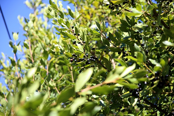 Foto - Dağlardan toplanıyor zahmetle hazırlanıyor! Litresi 2 bin liraya satılıyor