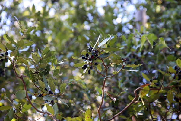 Foto - Dağlardan toplanıyor zahmetle hazırlanıyor! Litresi 2 bin liraya satılıyor