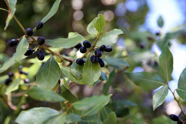 Foto - Dağlardan toplanıyor zahmetle hazırlanıyor! Litresi 2 bin liraya satılıyor
