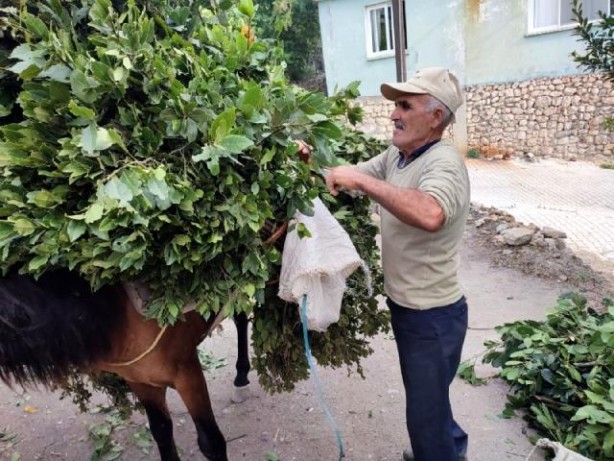 Foto - Dağlardan topluyorlar! Kilosu 1.500 TL'den satılıyor