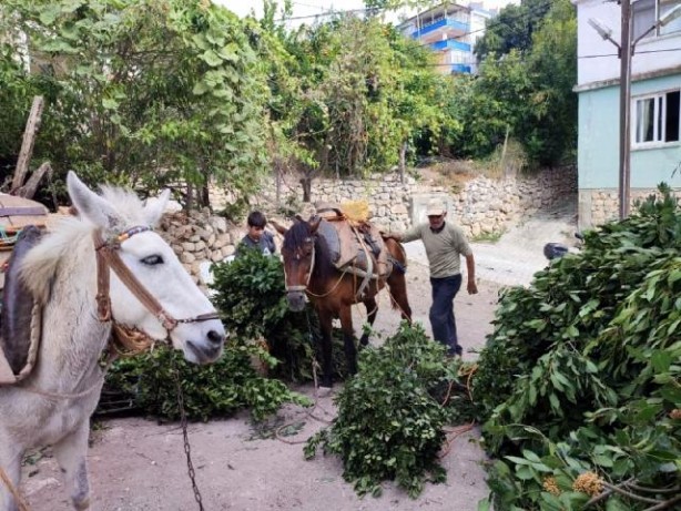 Foto - Dağlardan topluyorlar! Kilosu 1.500 TL'den satılıyor