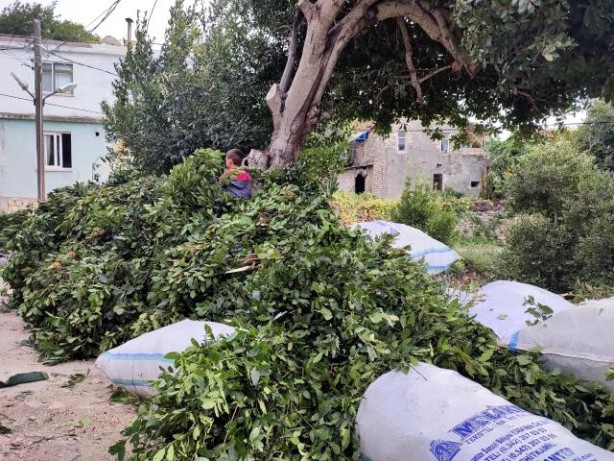 Foto - Dağlardan topluyorlar! Kilosu 1.500 TL'den satılıyor