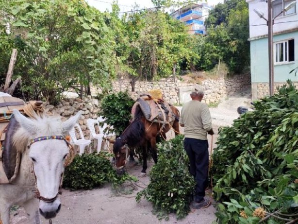 Foto - Dağlardan topluyorlar! Kilosu 1.500 TL'den satılıyor