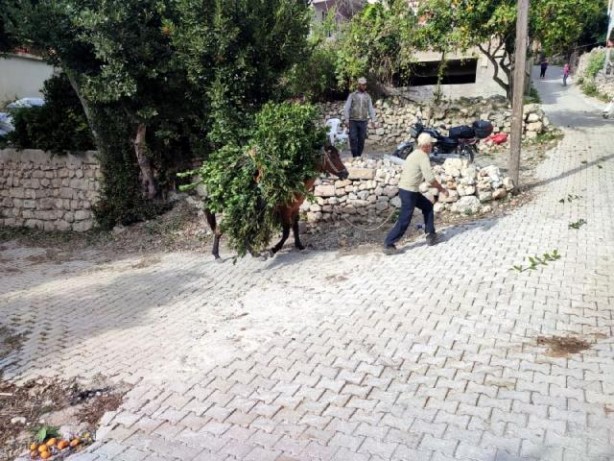 Foto - Dağlardan topluyorlar! Kilosu 1.500 TL'den satılıyor