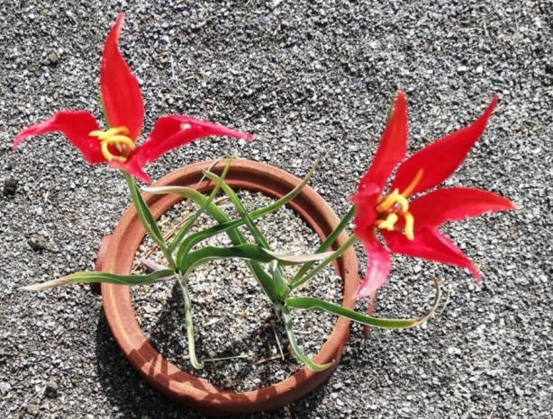 Foto - Dağları dolaşıp onu arıyorlar! Herkes izini sürüyor, bulan tarihe geçecek