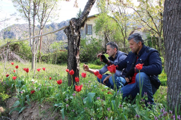 Foto - Dağları dolaşıp onu arıyorlar! Herkes izini sürüyor, bulan tarihe geçecek