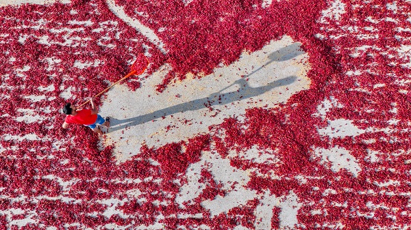 Foto - Daha dikkatli bakın! Sanat eseri değil biber