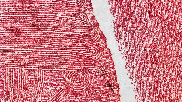 Foto - Daha dikkatli bakın! Sanat eseri değil biber